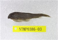 藏品(圓斑擬腹吸鰍)的圖片